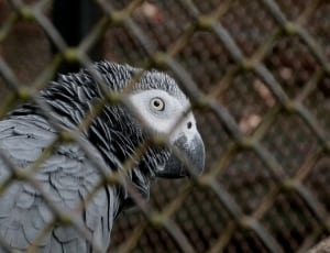 african gray parrot thumbnail