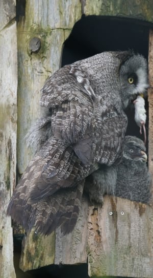 gray owls thumbnail