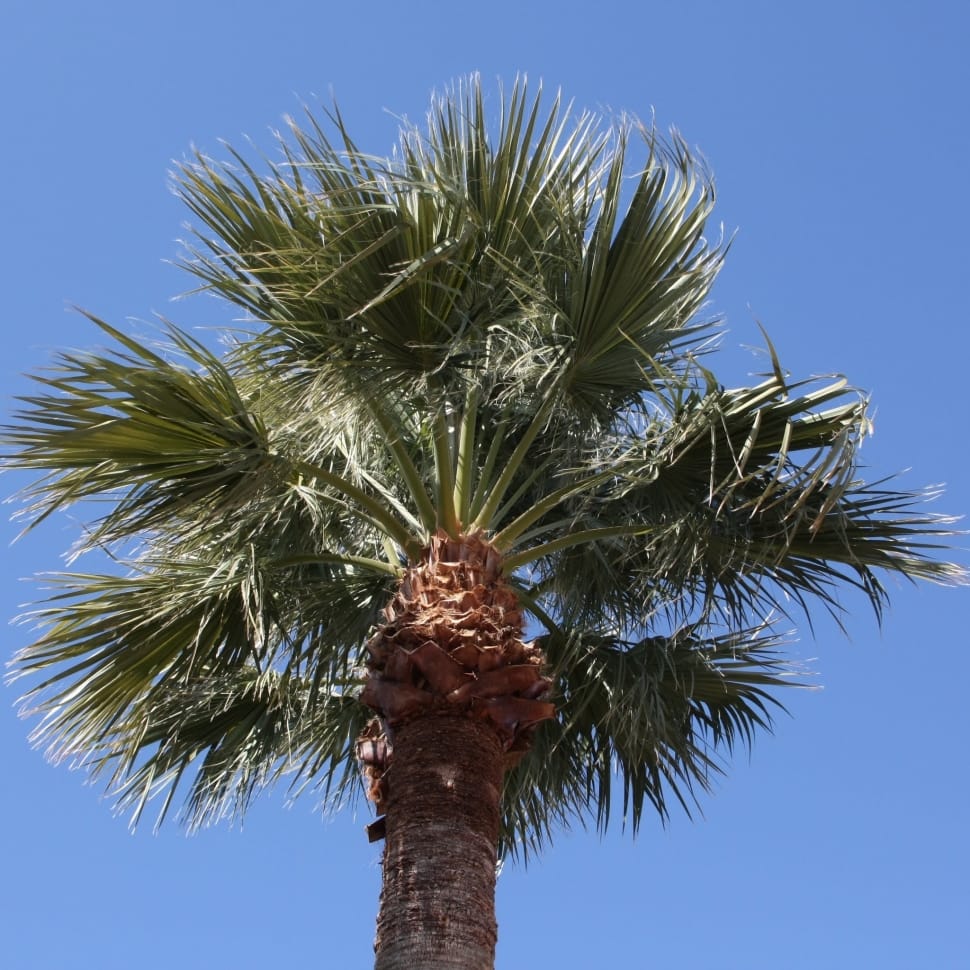 green palm tree preview