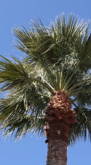 green palm tree thumbnail