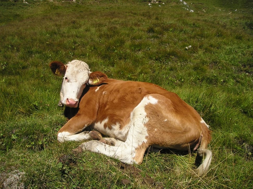 brown and white cow preview