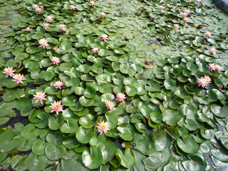 green water lily plant lot preview