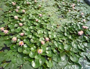 green water lily plant lot thumbnail