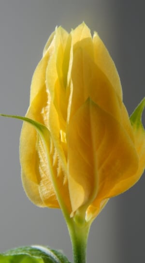 yellow candle flower thumbnail