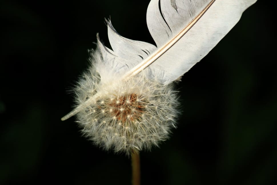 close up photo of white feather on top of dandelion preview