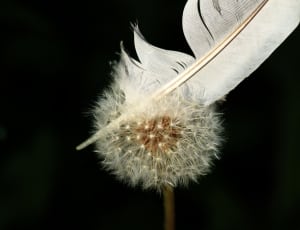 close up photo of white feather on top of dandelion thumbnail