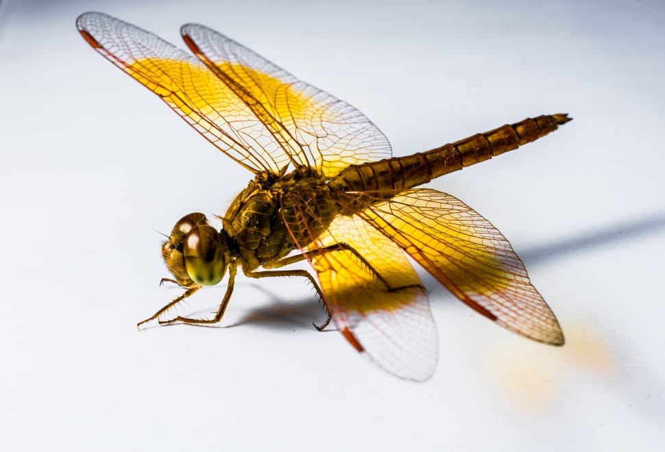 yellow and brown dragonfly preview