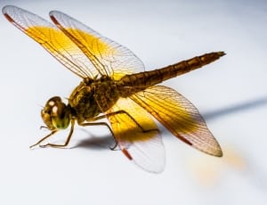 yellow and brown dragonfly thumbnail