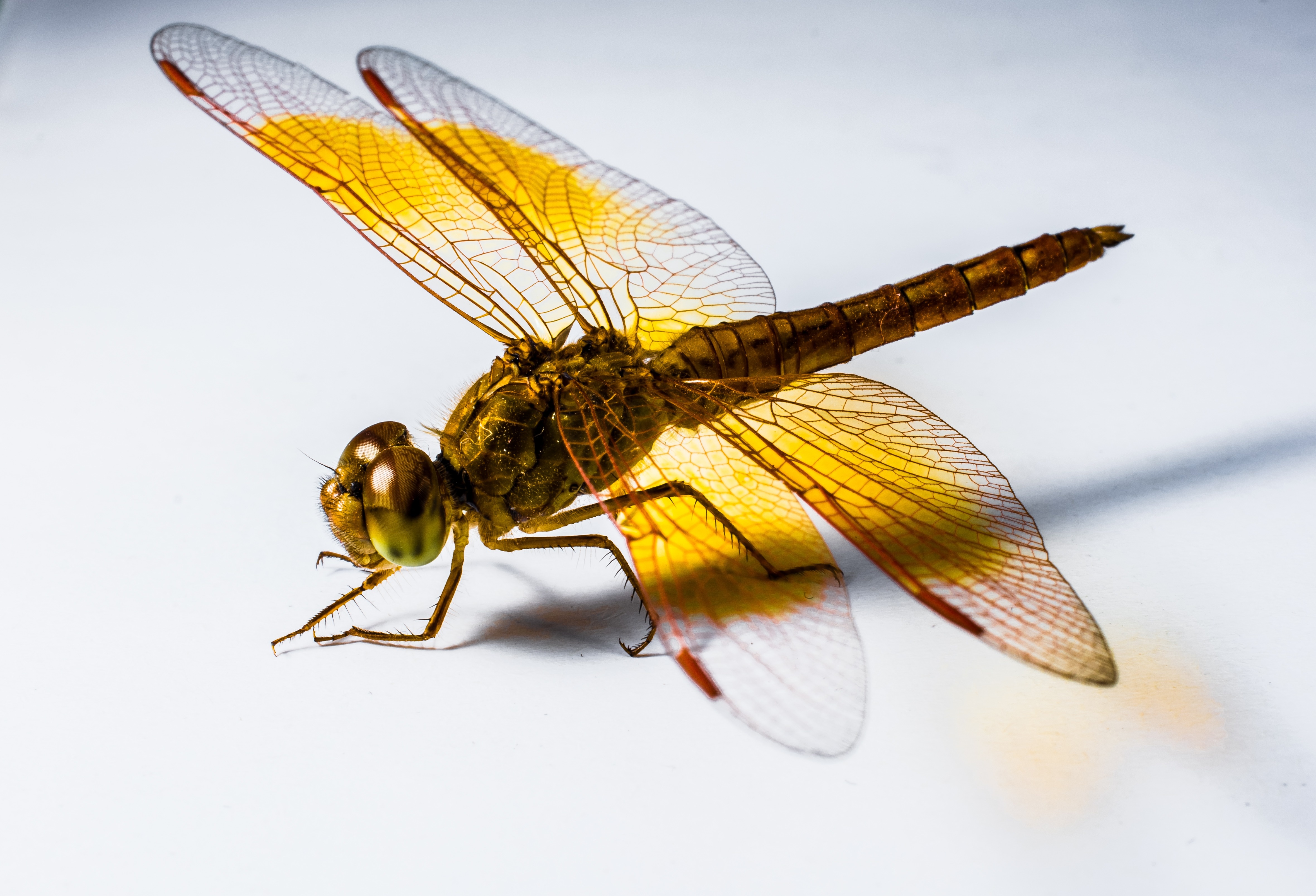 yellow and brown dragonfly