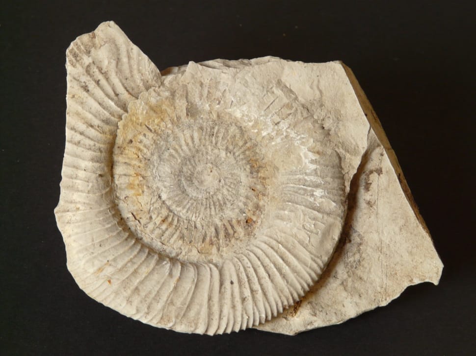 shell fossil preview