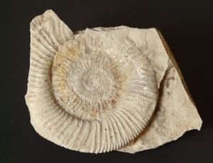 shell fossil thumbnail