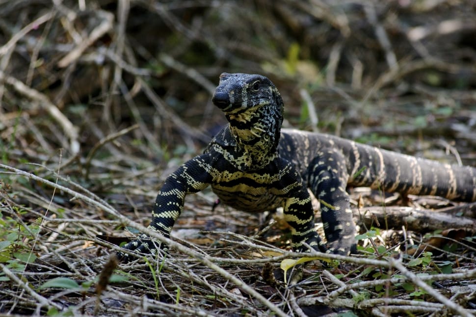 black and yellow monitor lizard preview