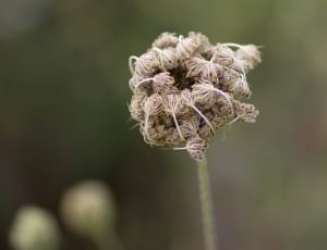 brown dandelion thumbnail