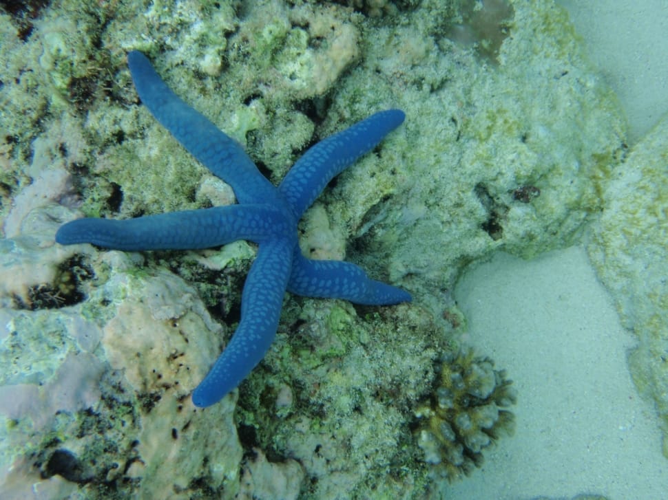 blue starfish preview