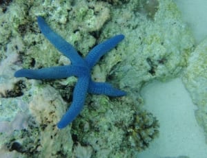 blue starfish thumbnail