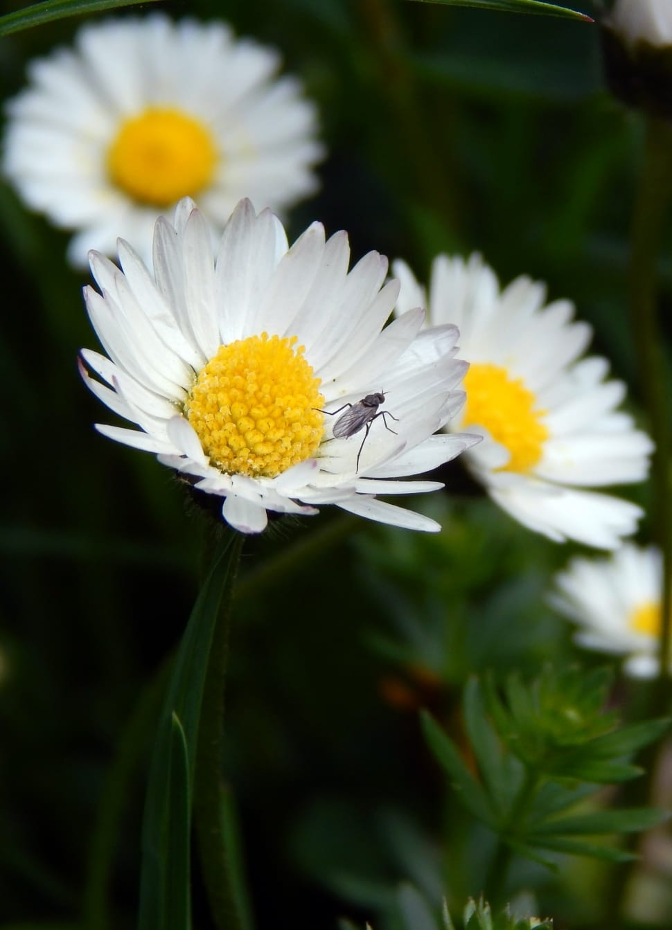 white daisy flowers and black winged bug preview