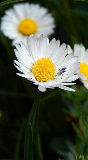 white daisy flowers and black winged bug thumbnail