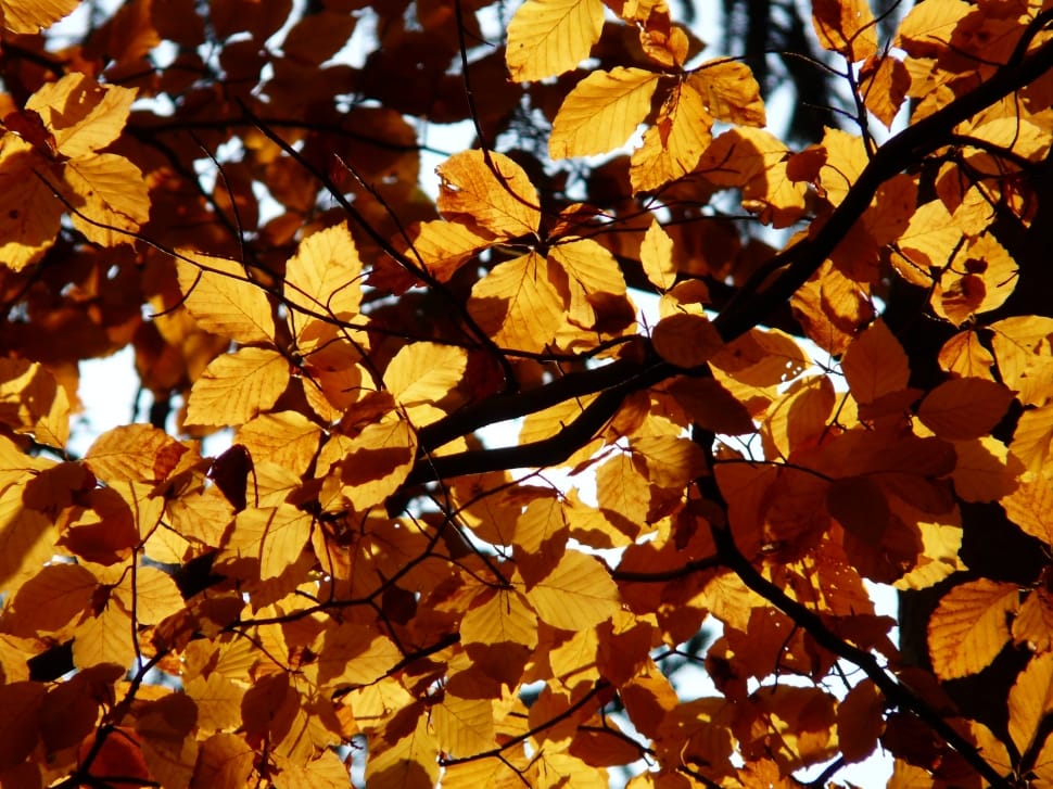 brown leaf tree preview