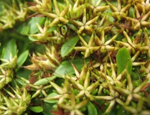 green leaf floewr thumbnail