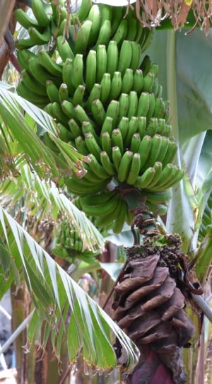green unriped bananas thumbnail