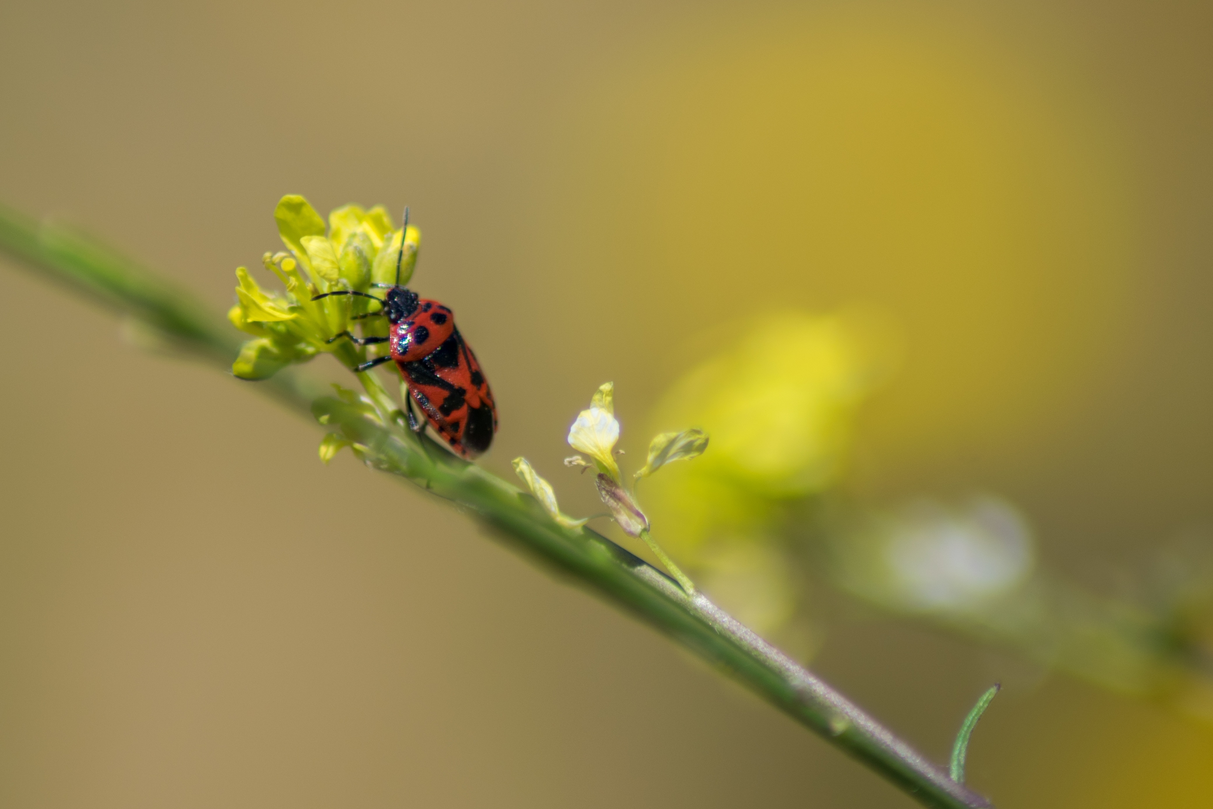 black and brown lady bug