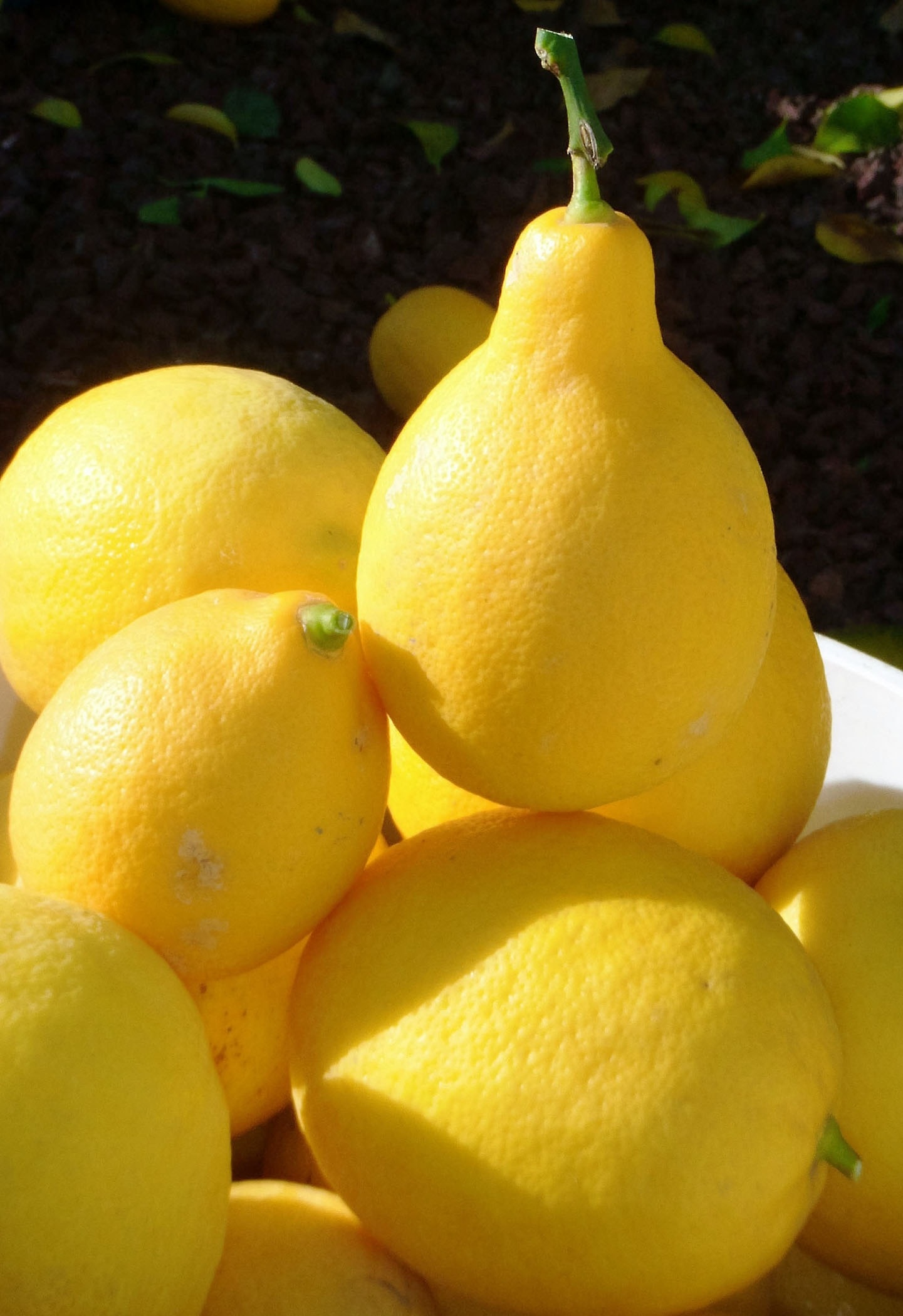 lemon lot