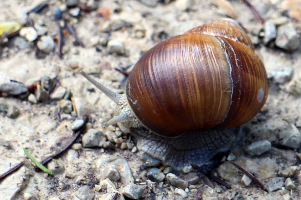 close up photography of brown snail preview