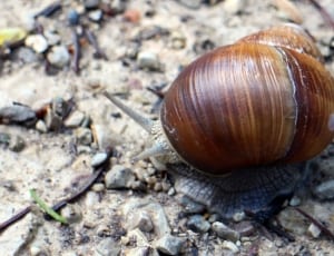 close up photography of brown snail thumbnail