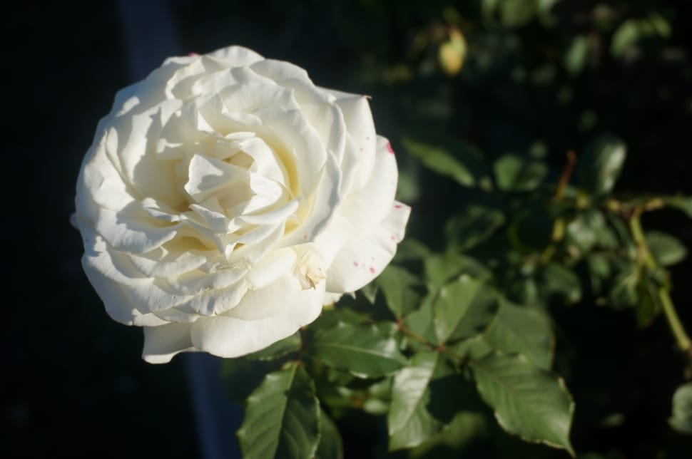 white rose preview