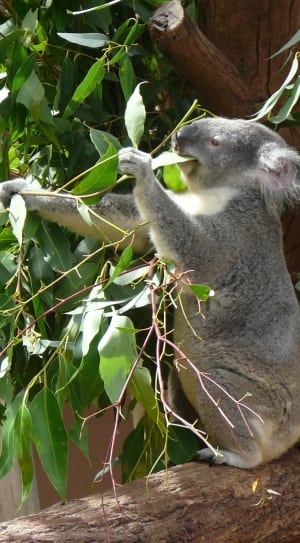 grey and white koala thumbnail