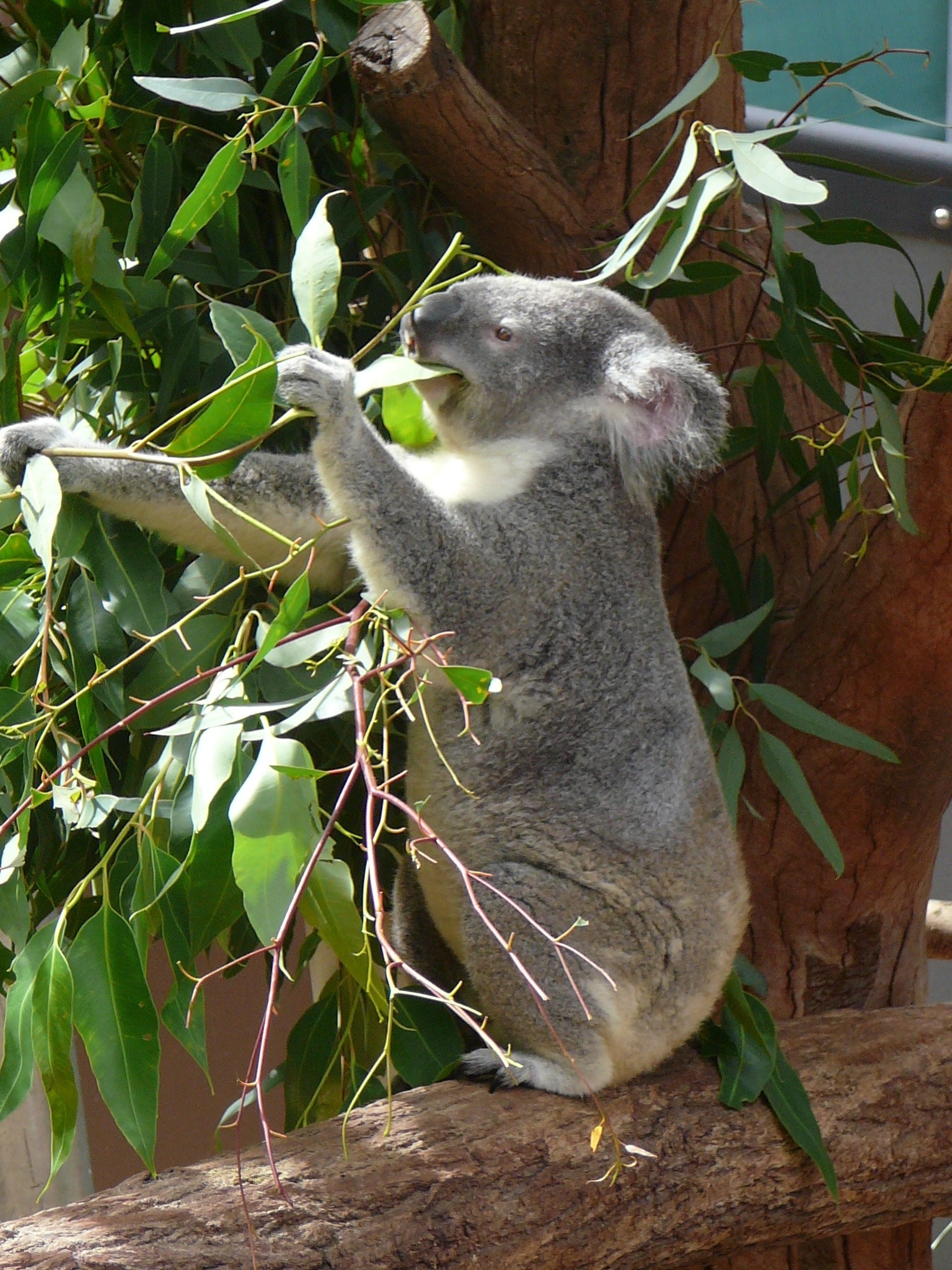 grey and white koala