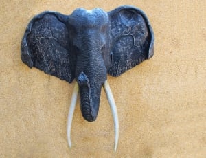 grey elephant head bust thumbnail