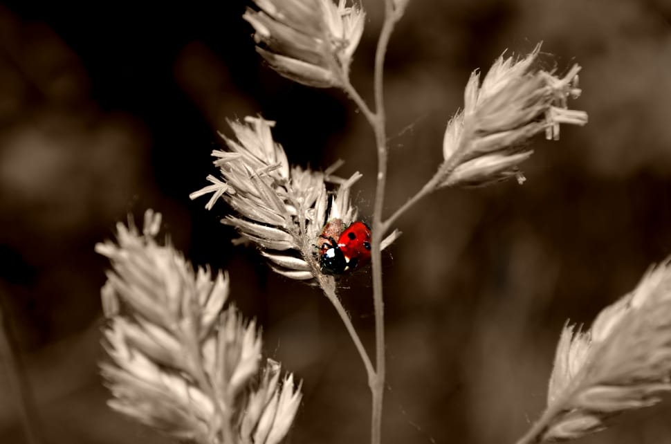 red ladybug preview