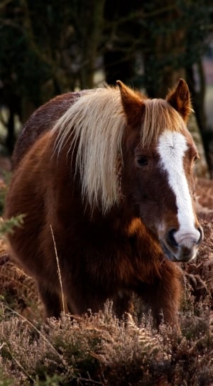 browna nd white stallion thumbnail