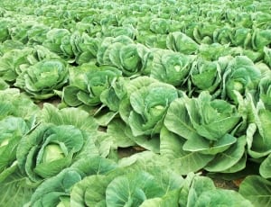 green cabbage field thumbnail