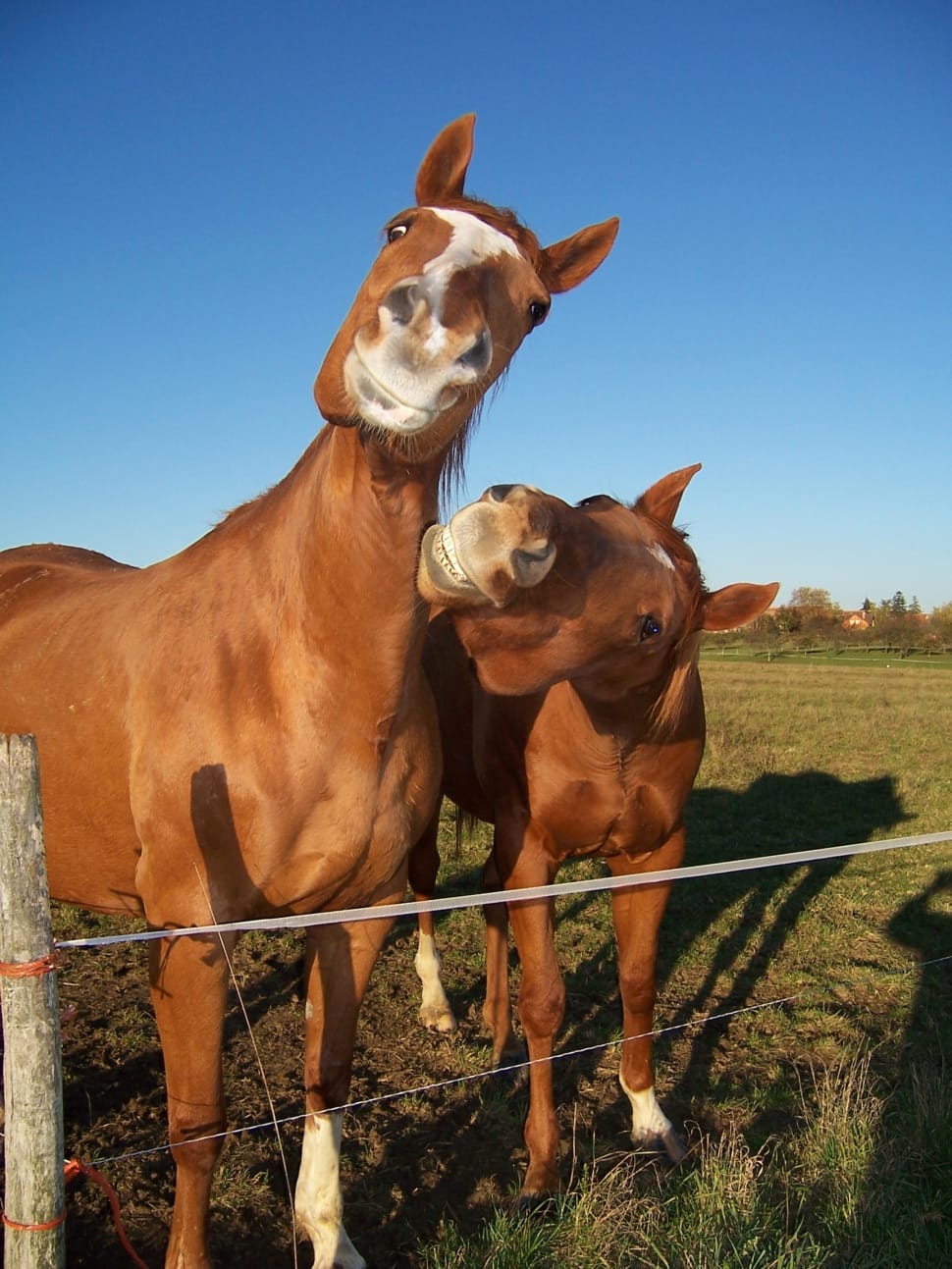 Horses, Horse, Horse Head, domestic animals, livestock preview