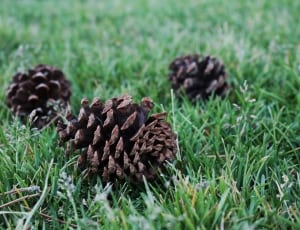 three brown pine cones thumbnail