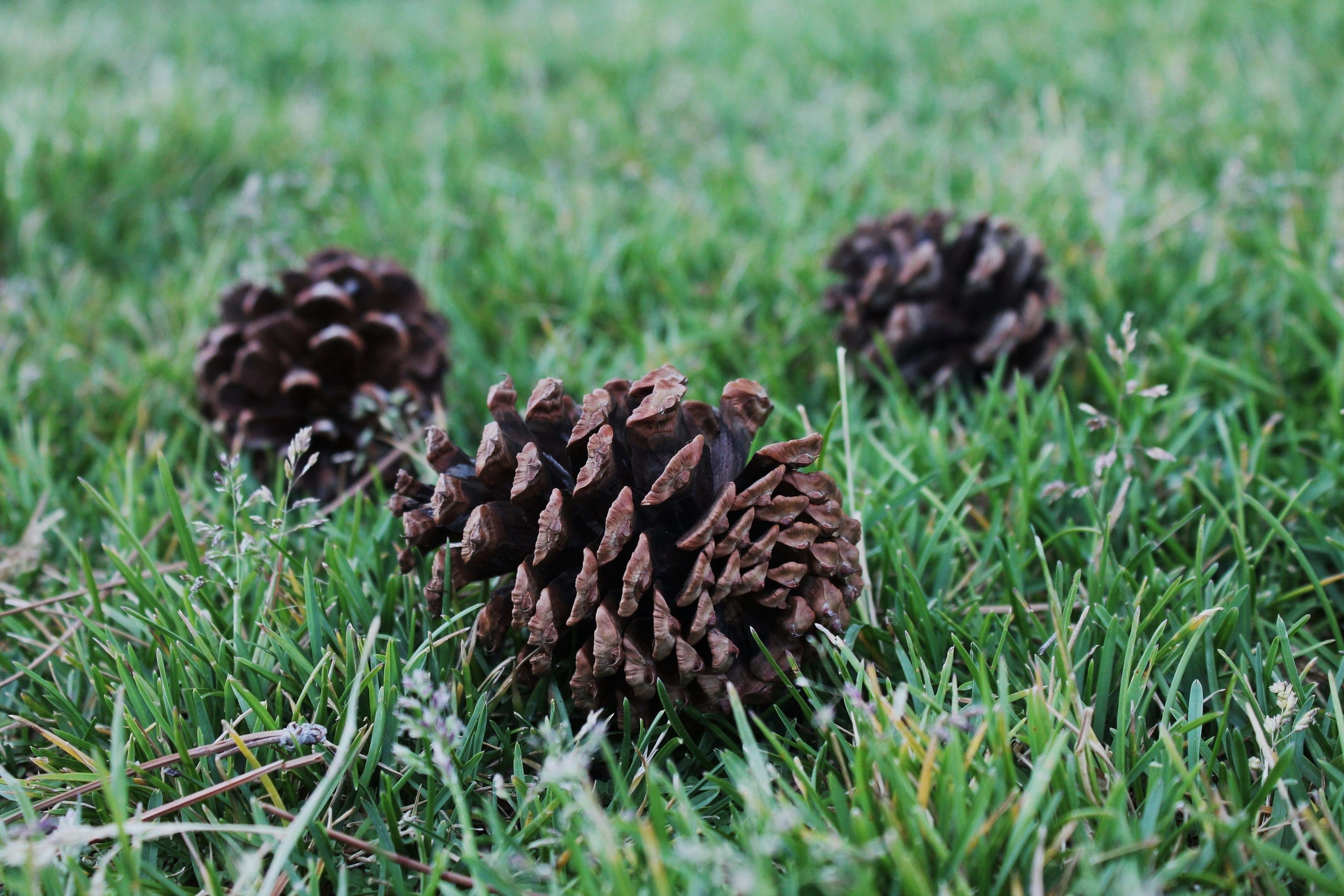 three brown pine cones