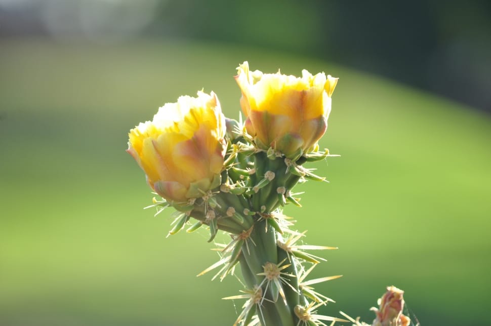 yellow flower with thorn stem preview