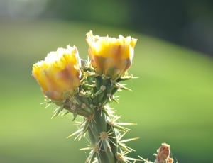 yellow flower with thorn stem thumbnail
