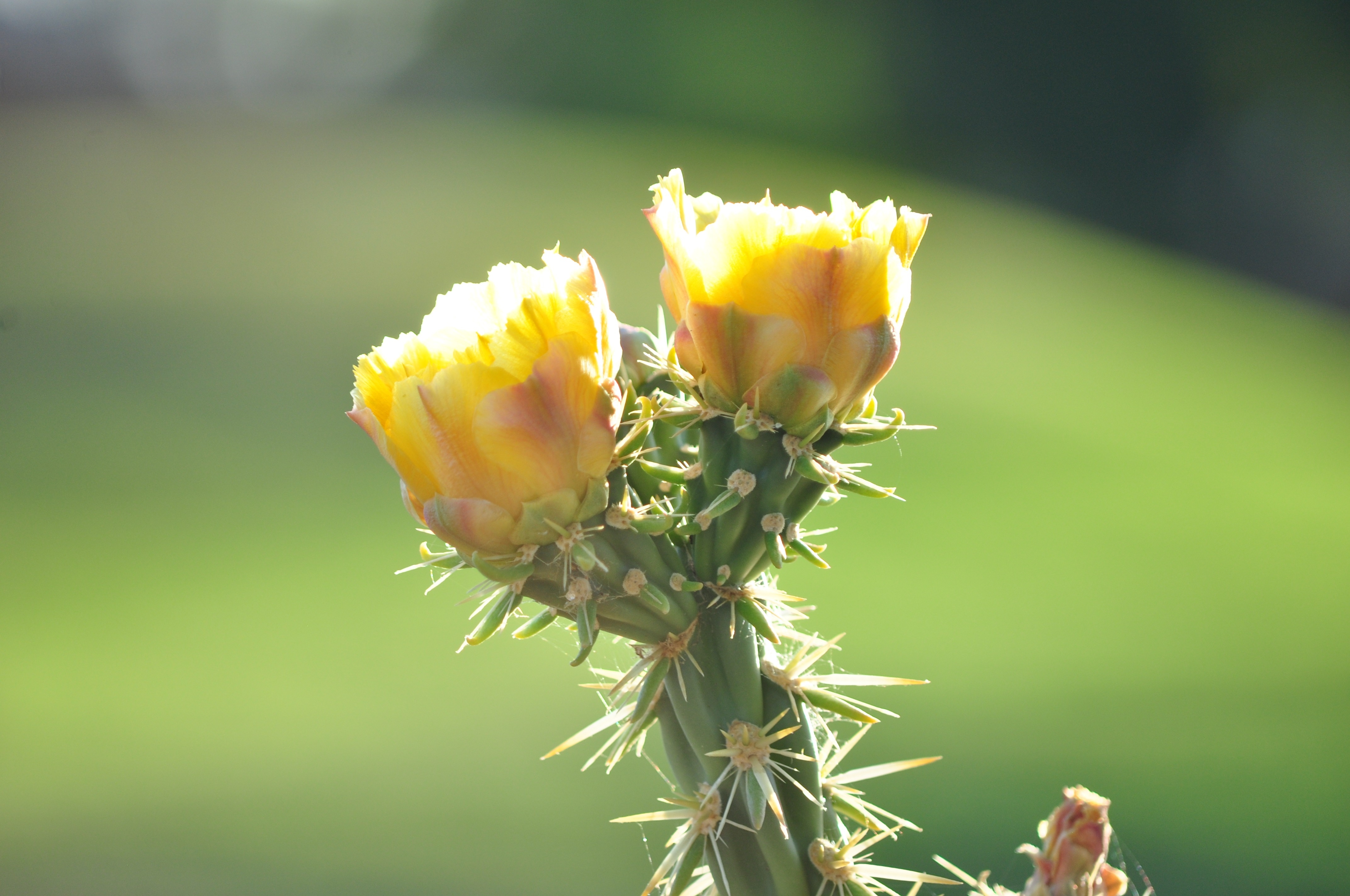 yellow flower with thorn stem