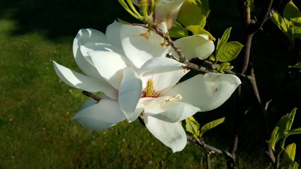 white magnolia flower preview