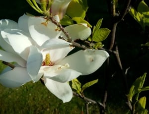 white magnolia flower thumbnail