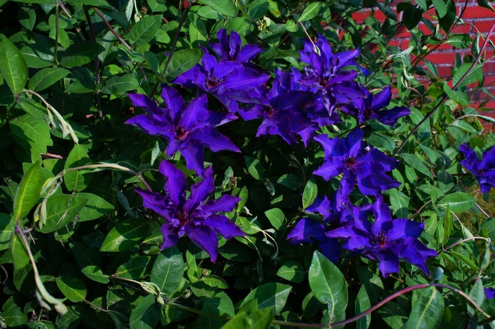 purple clematis preview