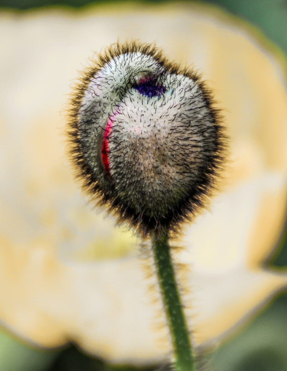 flower bud preview