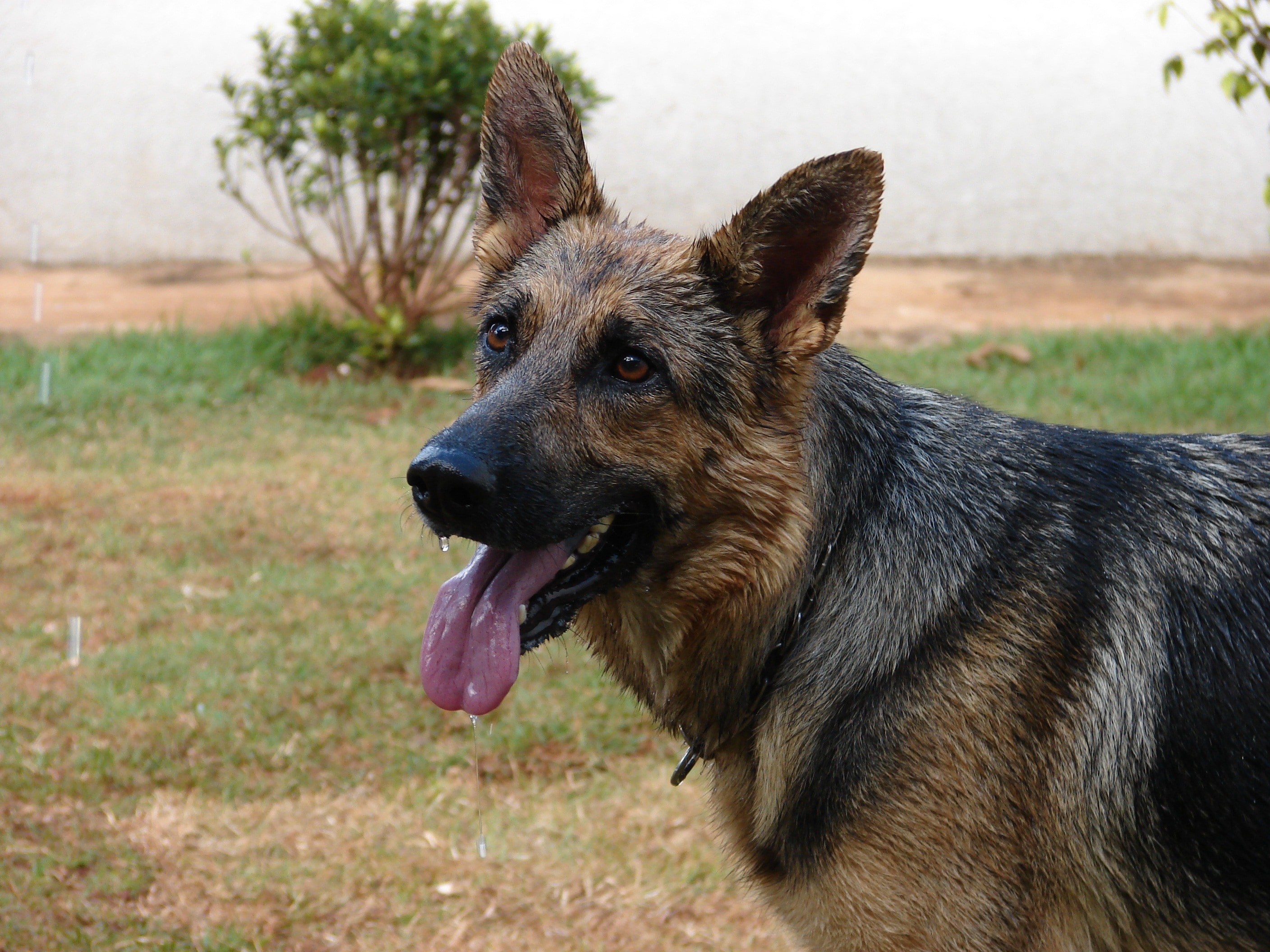 black and tan german shepherd