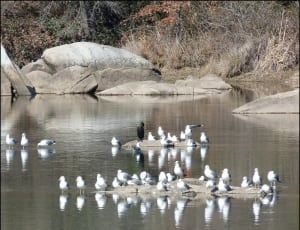 flock of seagulls thumbnail