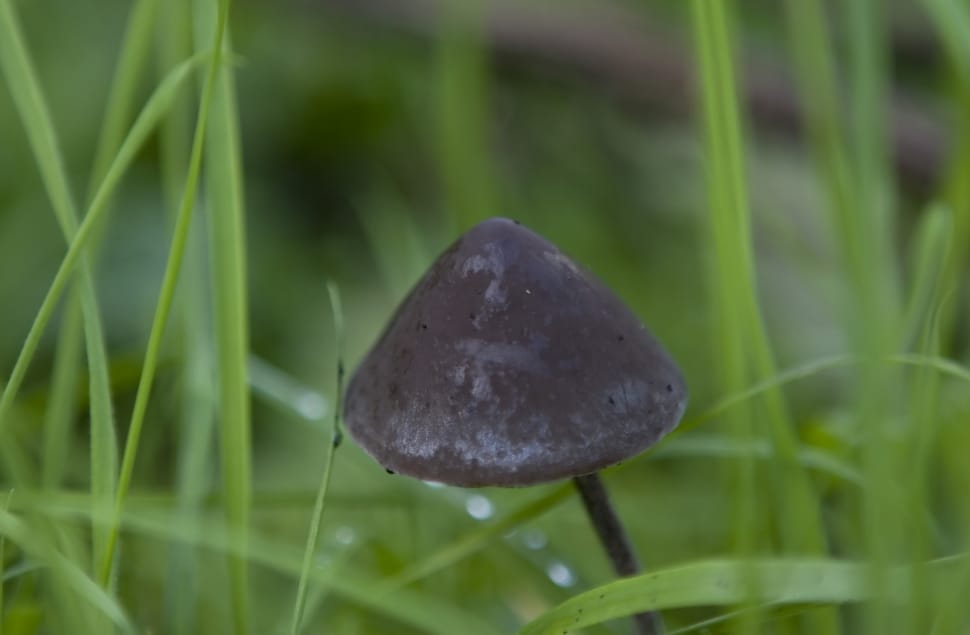black mushroom preview
