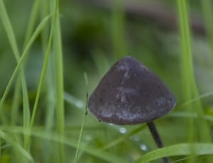 black mushroom thumbnail