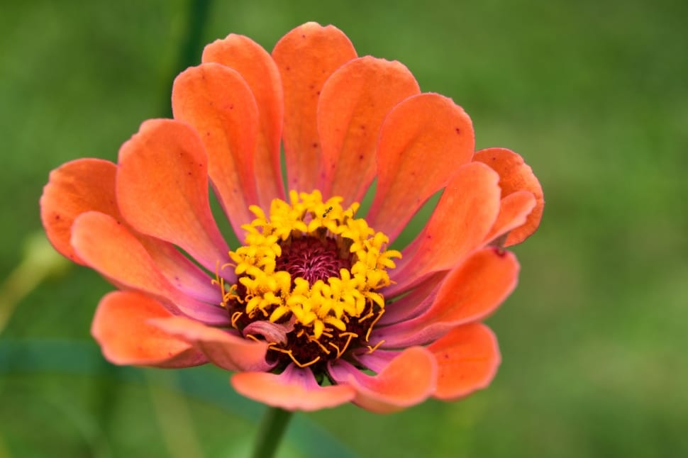 orange and yellow petal flower preview